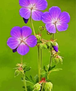 Meadow Cranesbill paint by numbers