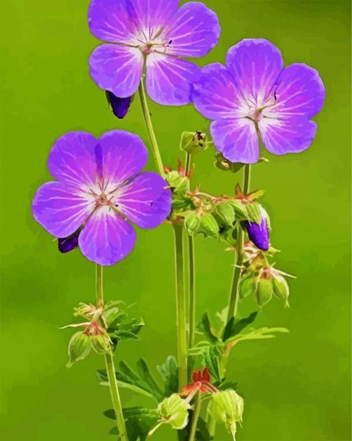 Meadow Cranesbill paint by numbers