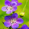 Meadow Cranesbill Wild Flowers paint by numbers