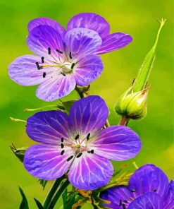 Meadow Cranesbill Wild Flowers paint by numbers