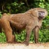 Baboon Monkey Paint By Number
