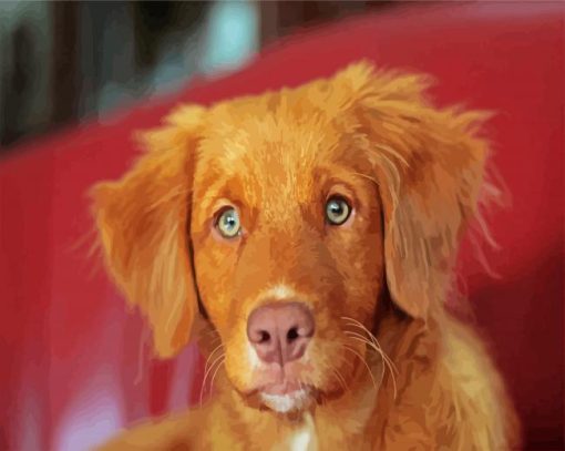 Nova Scotia Duck Tolling Retriever Dog paint by numbers