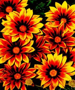 Orange Gazania Flowers paintby numbers