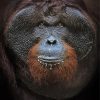 Orangutan Close Up Face Paint By Number