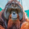 Orangutan Monkey Paint By Number