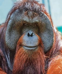 Orangutan Monkey Paint By Number