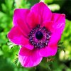 Pink Anemone paint by numbers