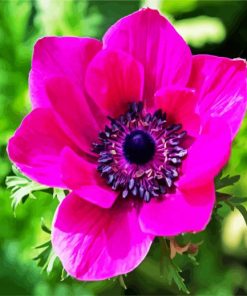 Pink Anemone paint by numbers