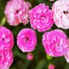 Pink Carnation Flowers paint by numbers