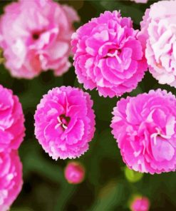 Pink Carnation Flowers paint by numbers