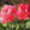 Pink Carnation paint by numbers