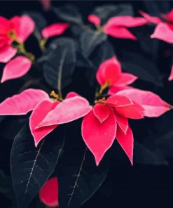 Pink Poinsettia Plants paint by numbers