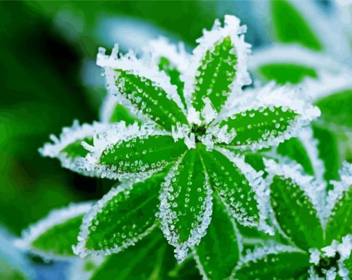 Plant Leaves Frost Paint By Number