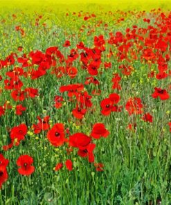 Poppies Meadow Paint By Number