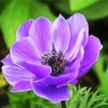 Purple Anemone paint by numbers