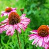 Purple Coneflower paint by numbers