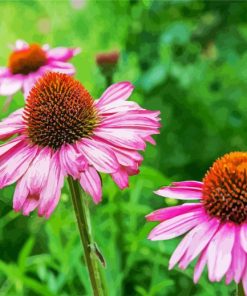 Purple Coneflower paint by numbers