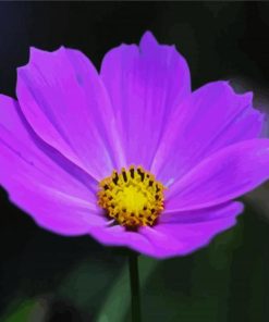 Purple Cosmos paint by numbers