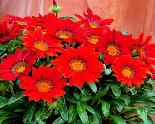 Red Gazania paint by numbers