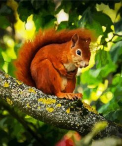 Red Squirrel On Tree paint by numbers