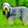 Sheepdog Animal paint by numbers
