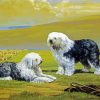 Sheepdogs Art paint by numbers