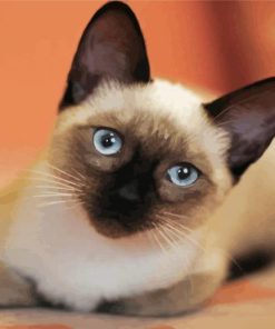 Siamese Kitty paint by numbers