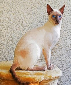 Siamese With Blue Eyes paint by numbers
