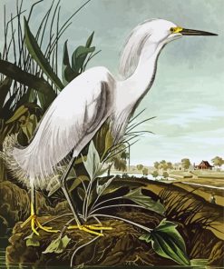 Snowy Heron By john james audubon Paint By Number