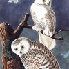 Snowy Owl By John James Audubon Paint By Number