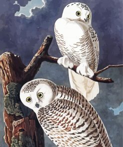 Snowy Owl By John James Audubon Paint By Number