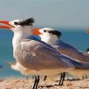 Sternidae Tern Birds Paint By Number