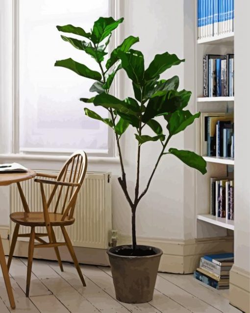 The Fiddle Leaf Fig Plant paint by numbers