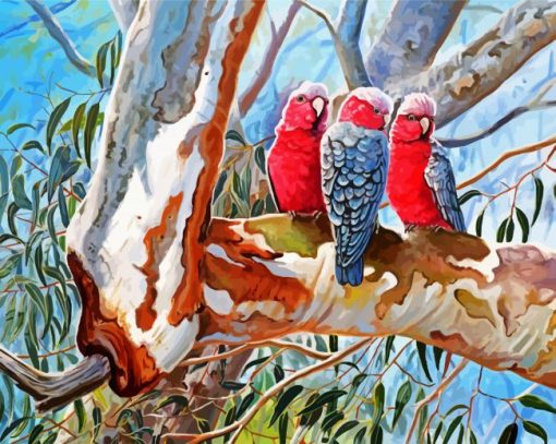 The Galah Cockatoo Birds paint by numbers