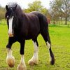 The Shire Horse Paint By Number