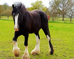 The Shire Horse Paint By Number