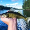 The Walleye Fish paint by numbers