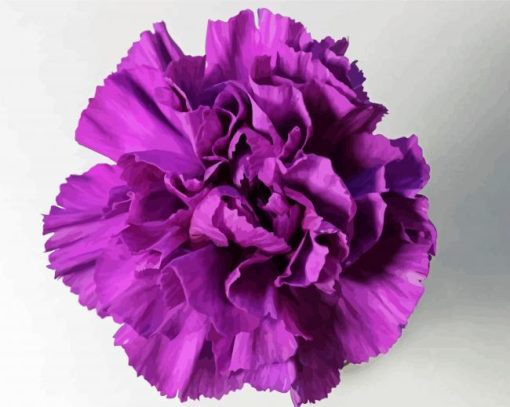 Violet Carnation paint by numbers