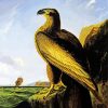 Washington Sea Eagle By John James Audubon Paint By Number