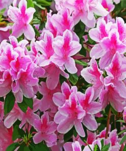 White And Pink Azaleas Flowers Paint By Number