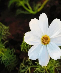 White Cosmos Flower Paint By Number