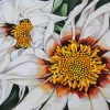 White Gazania paint by numbers