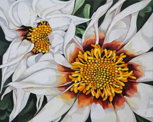 White Gazania paint by numbers