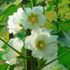 White Hollyhocks Flowers paint by numbers