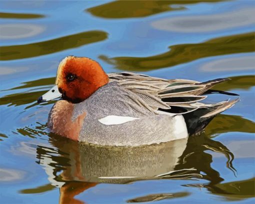 Wigeon Paint By Number