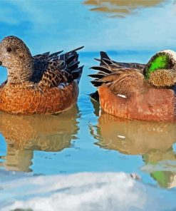 Wigeon Birds Paint By Number