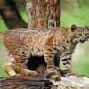 Wild Bobcat Animal Paint By Number