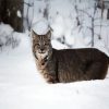 Wild Bobcat In The Snow Paint By Number