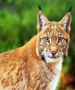 Wild Bobcat Paint By Number