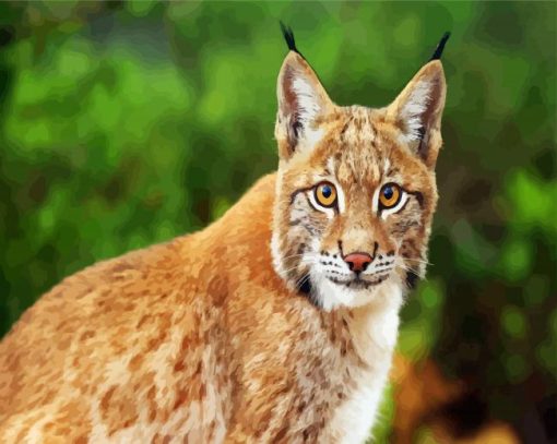 Wild Bobcat Paint By Number